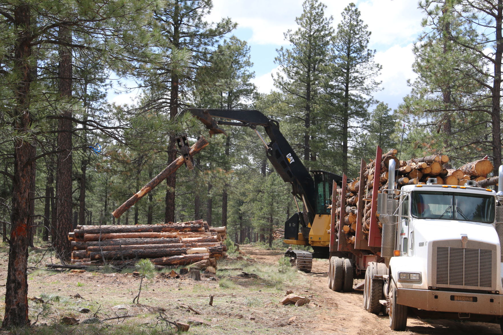 Loading logs